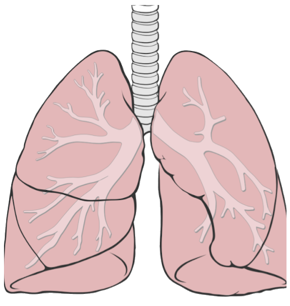 Human lungs with trachea and bronchial tree